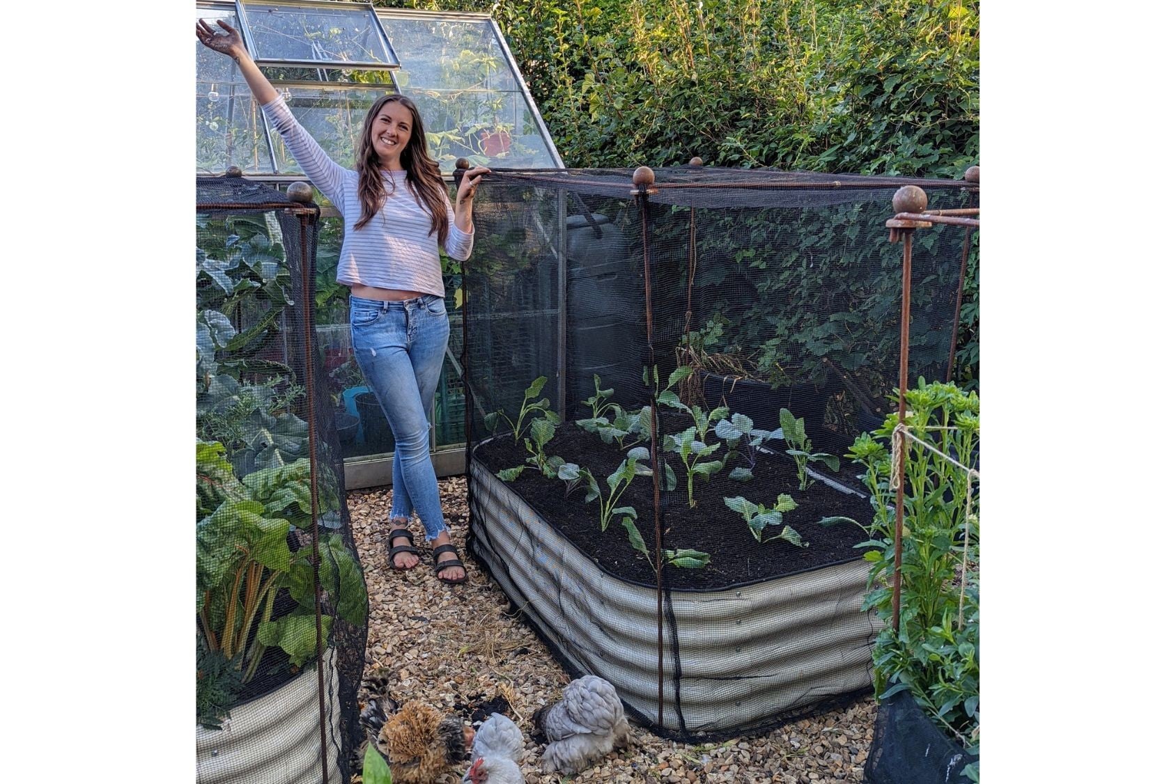Harrod Vintage Fruit & Vegetable Cage 1.5m High - Natural Rust at Harrod Horticultural